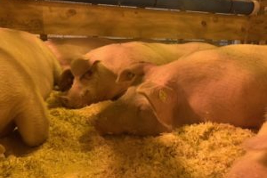 Image of pigs in a stall